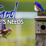 Philippians 4:19 God Meets Needs